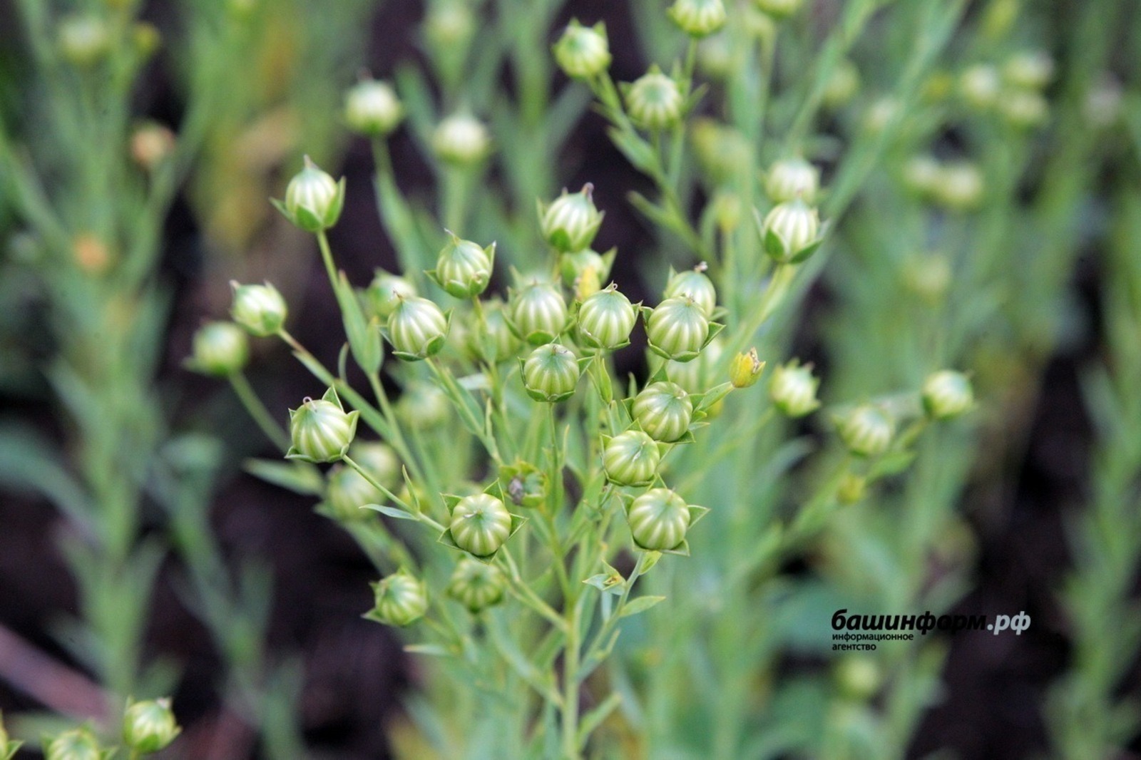 В Башкирии создадут еще 400 агроклассов