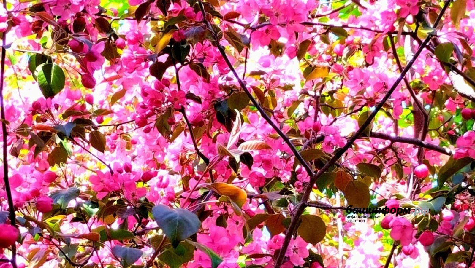 Какая будет погода летом в Башкирии