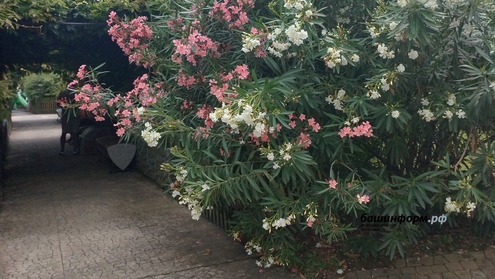 В Башкирии ожидается чередование жары и ливней с грозой и градом