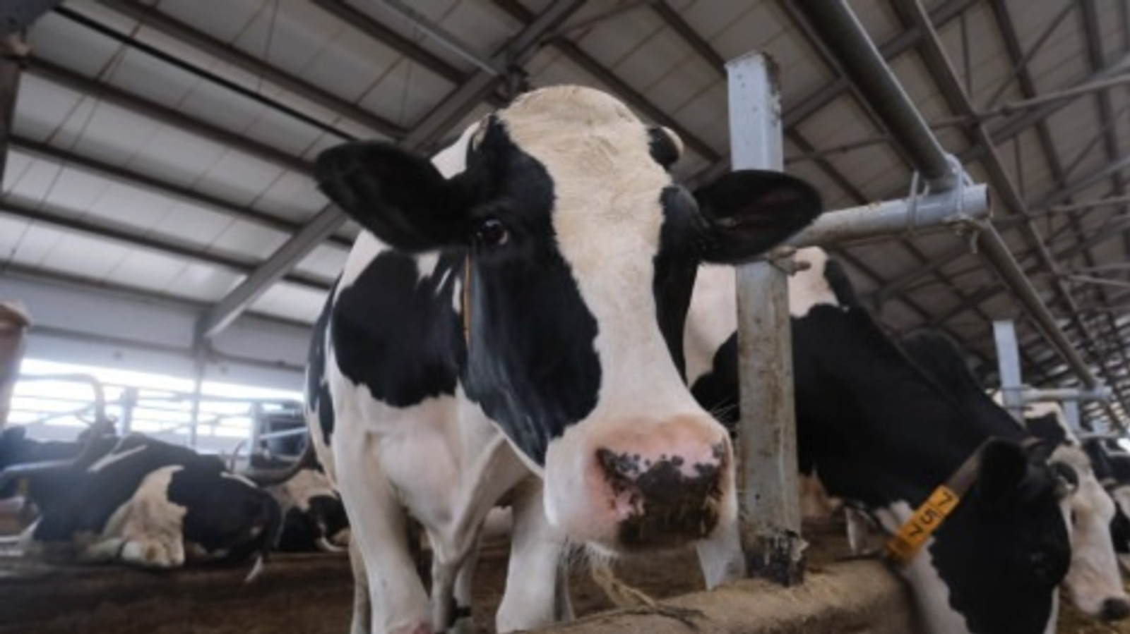 В башкирской деревне сняли карантин по бешенству