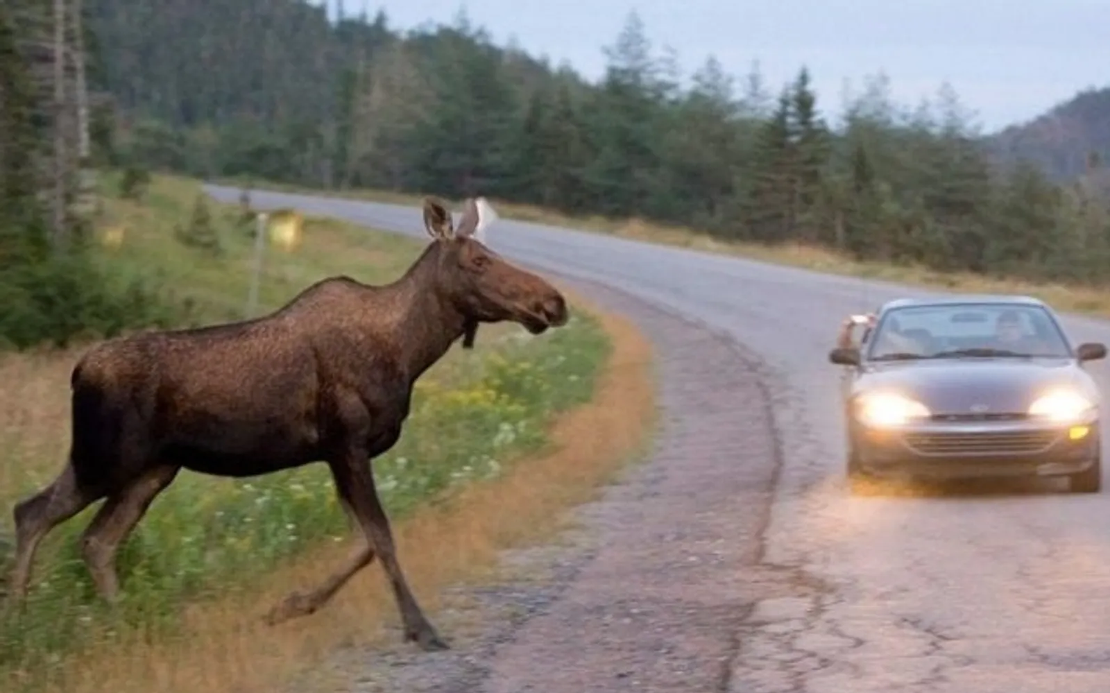В Башкирии за сутки случилось два ДТП с лосями