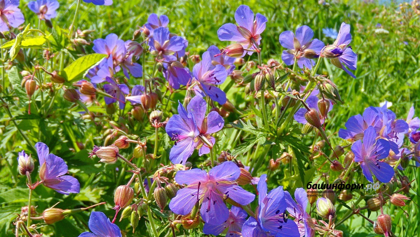 Какая будет погода в Башкирии в мае