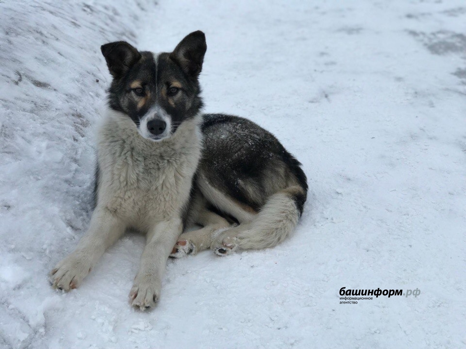 В Уфе за неделю бродячие собаки напали на 10 человек