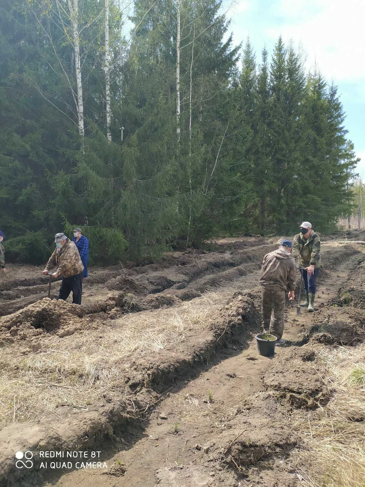 В Белокатайском районе  лесовосстановительные работы  завершены