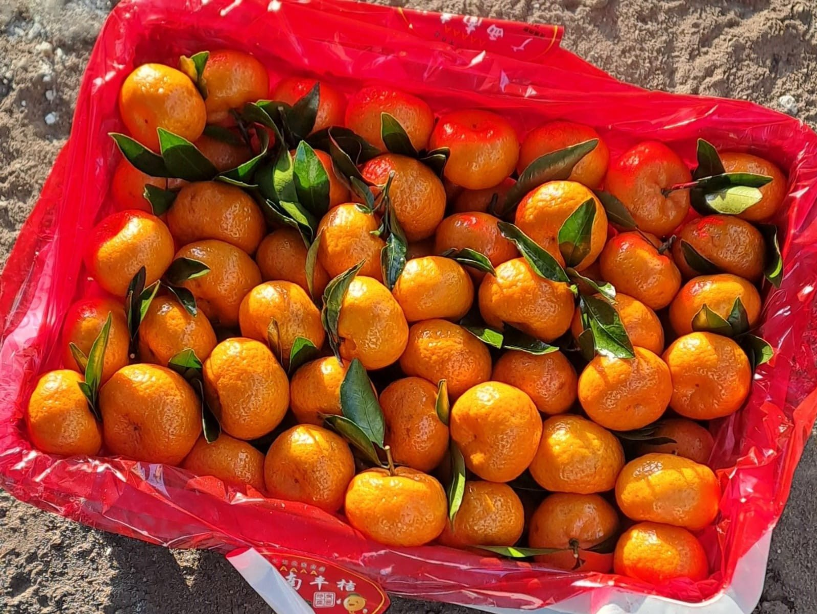 В Башкирии появился китайский мандарин