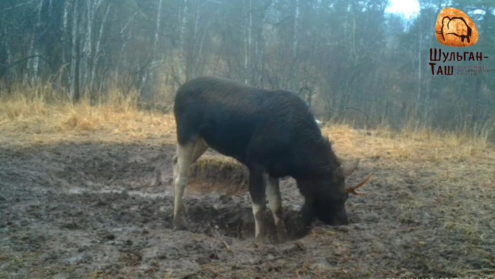В Башкирии сняли трудолюбивого лося