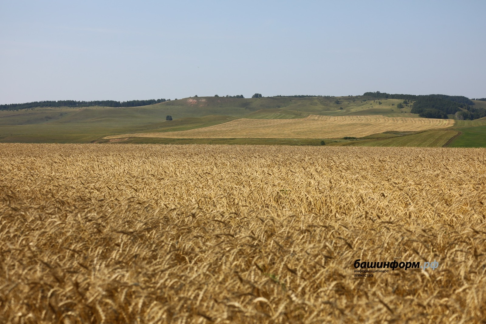 Башкирская пшеница пользуется спросом в Азербайджане
