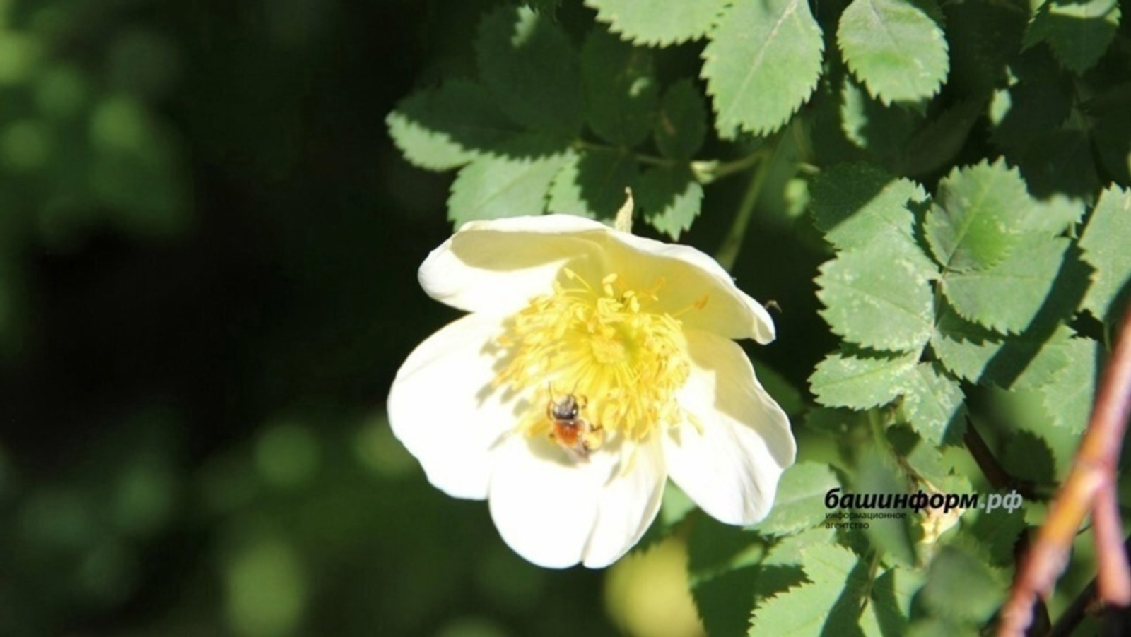 Когда в Башкирии станет теплее