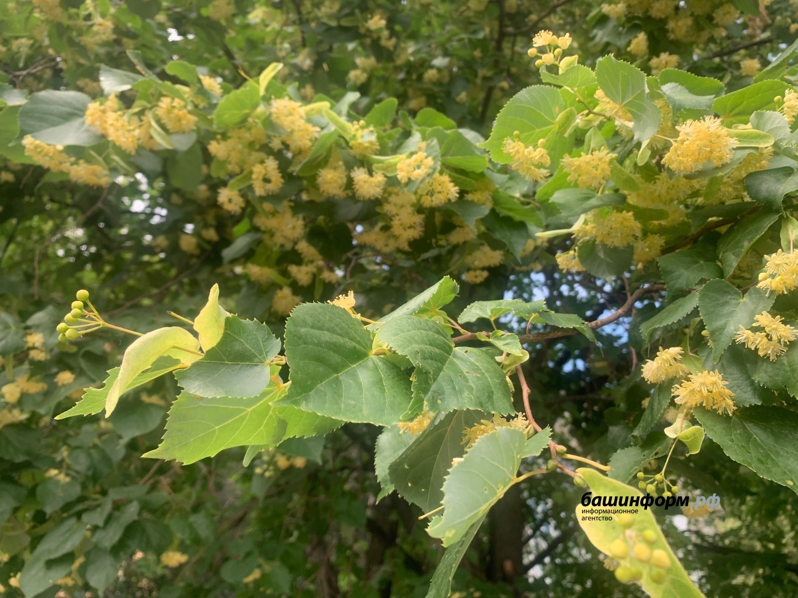 В Башкирии будет еще жарче