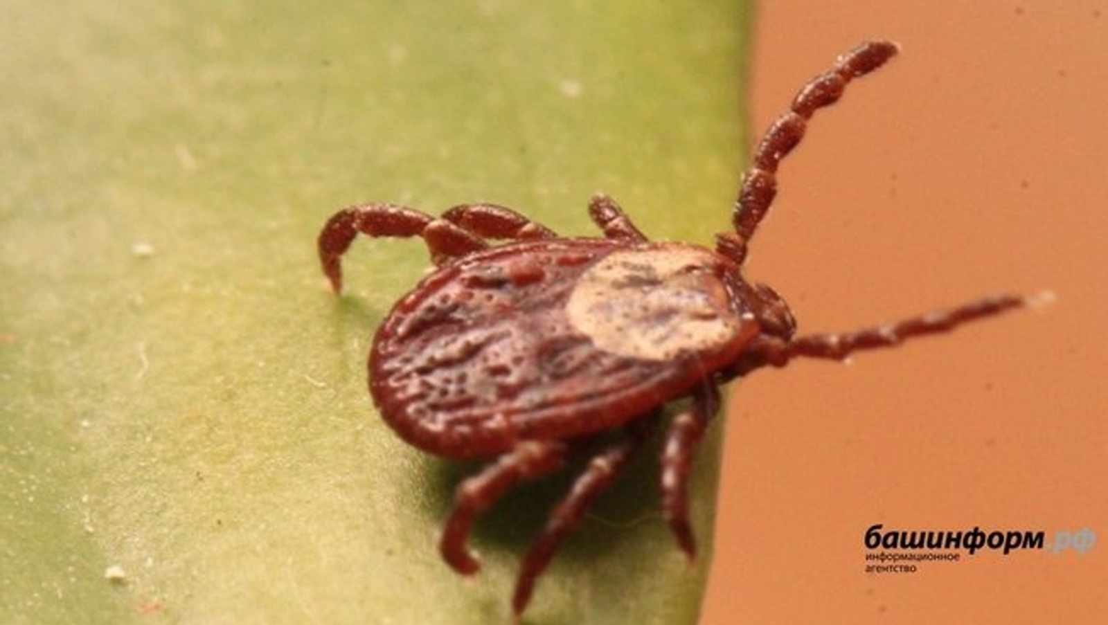 В Башкирии зафиксировали более 300 случаев укусов клещей