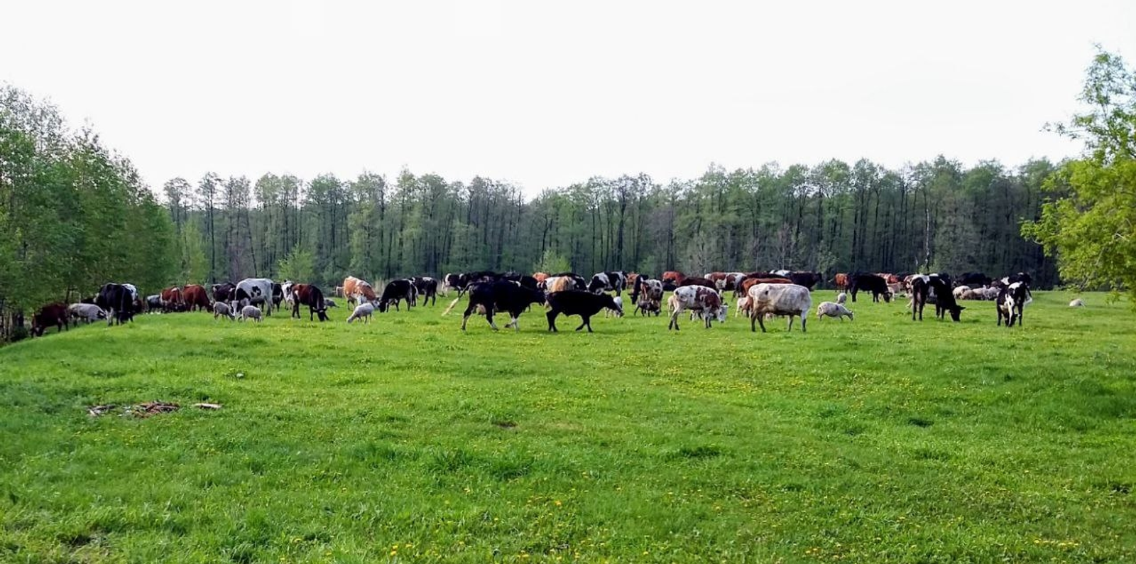 В Башкирии с начала 2026 года выявили минимум 14 очагов бешенства