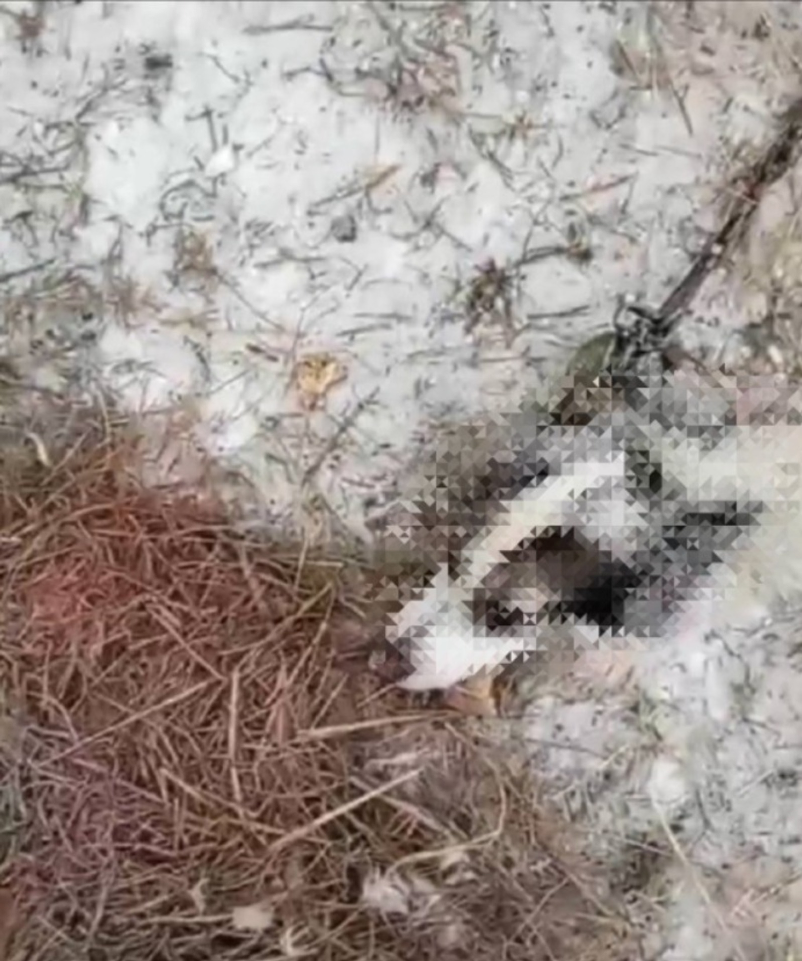 В Башкирии волки загрызли сторожевую собаку