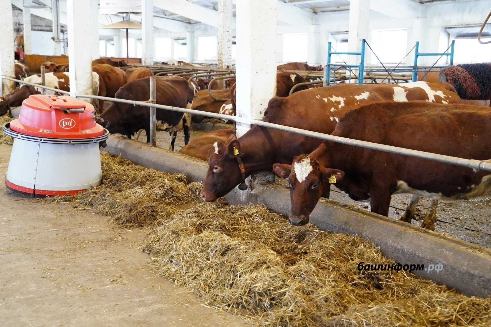 В башкирском селе ввели карантин из-за бешенства