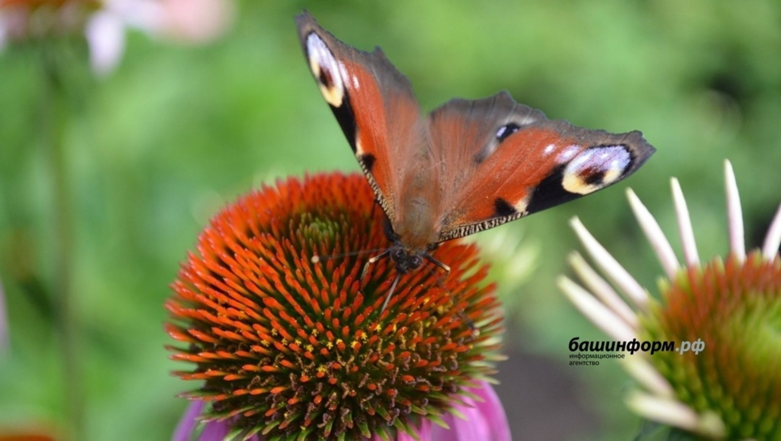 Какая будет погода Башкирии в июле и первой половине августа