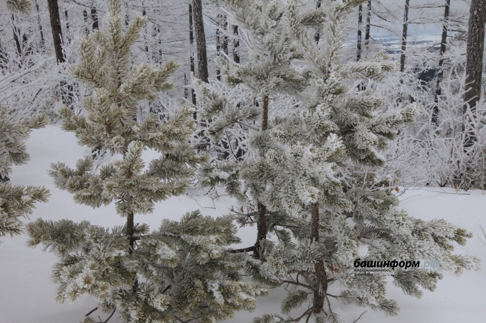 Сколько продлятся морозы в Башкирии?