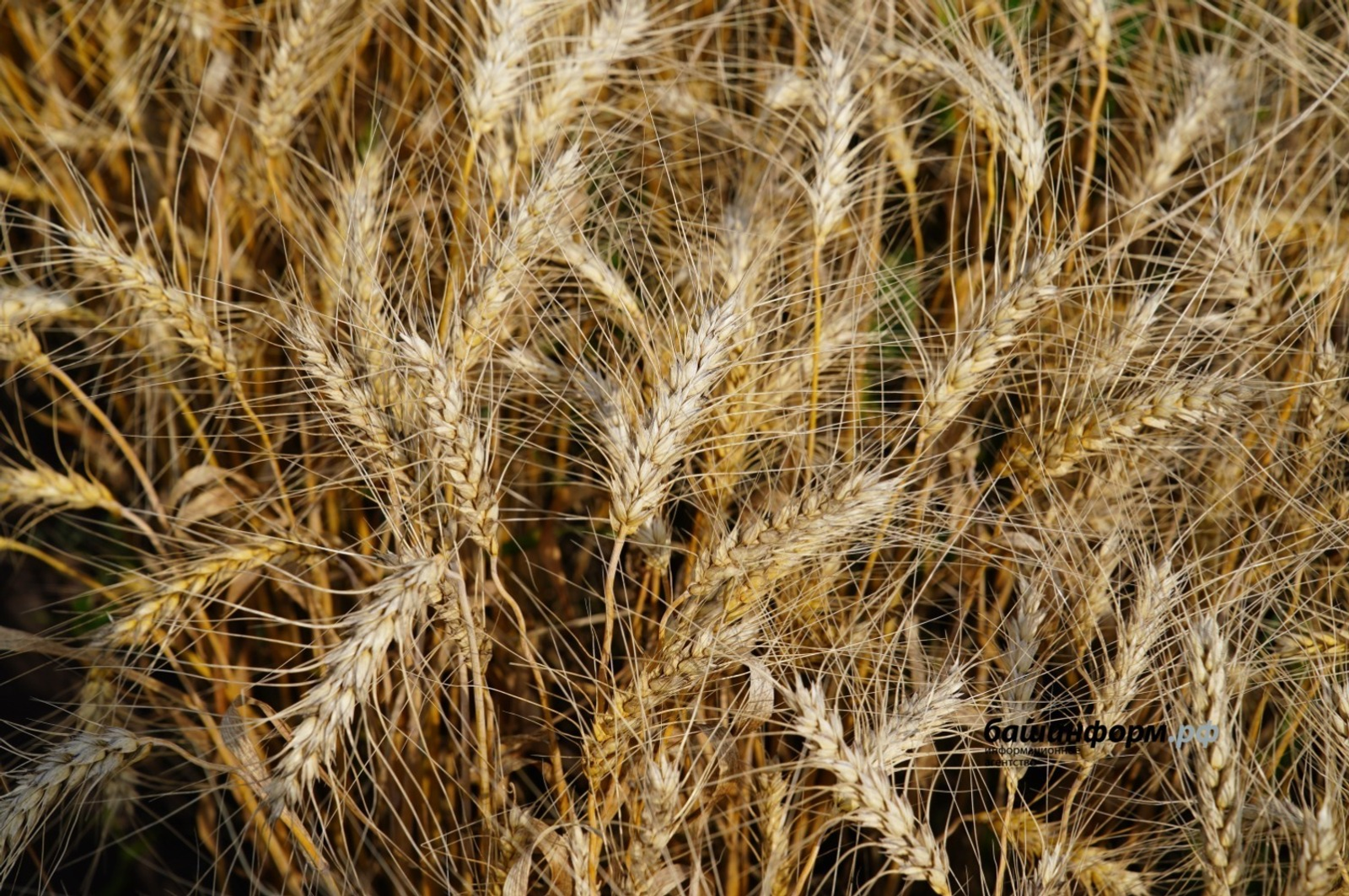 Башкирия увеличила экспорт зерна в регионы