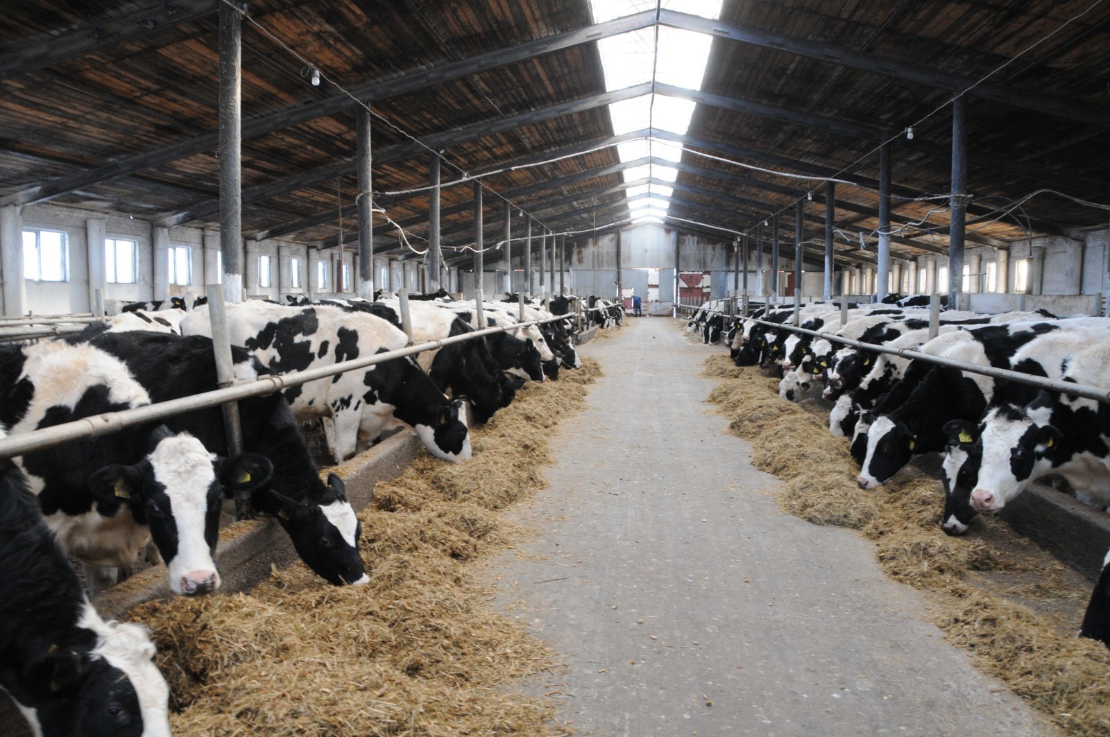 Аграрии Башкирии получили 7 млн рублей на генетическую экспертизу КРС